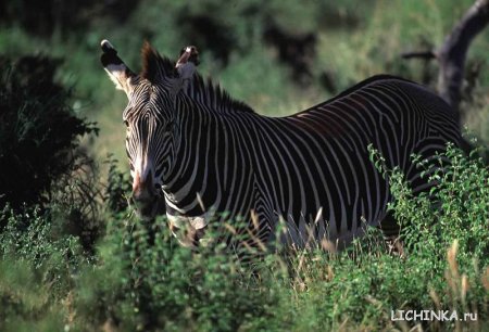 Увеличить картинку