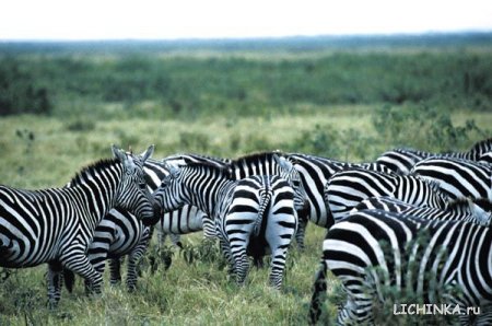 Увеличить картинку