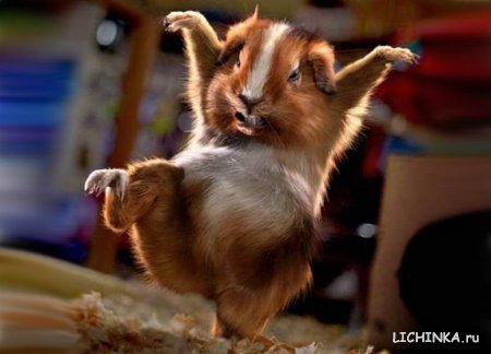 Увеличить картинку