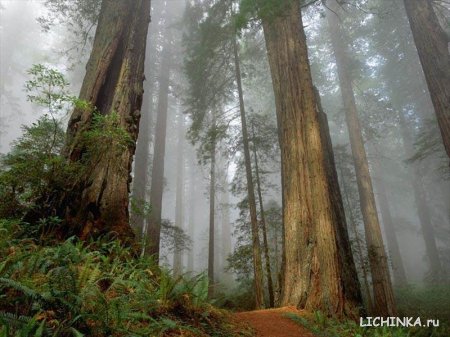 Увеличить картинку