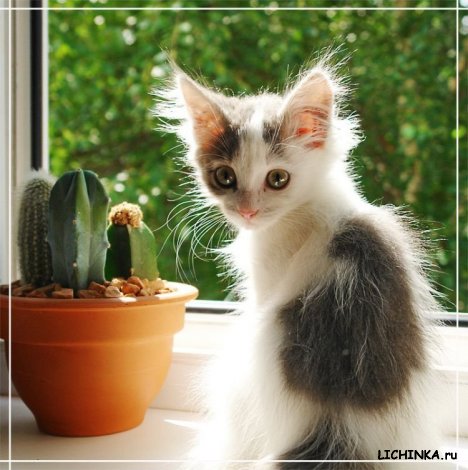 Увеличить картинку