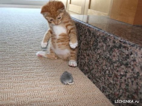 Увеличить картинку