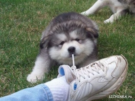 Увеличить картинку