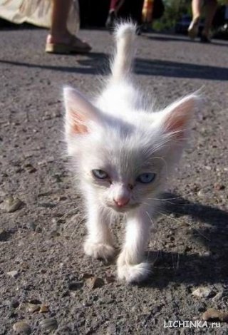 Увеличить картинку