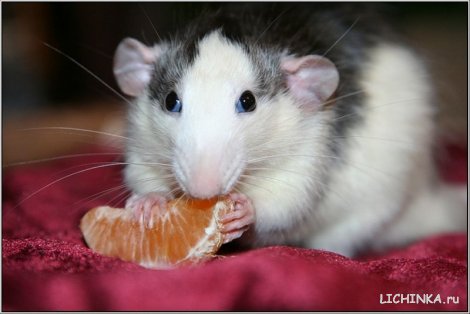 Увеличить картинку