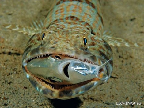 Увеличить картинку