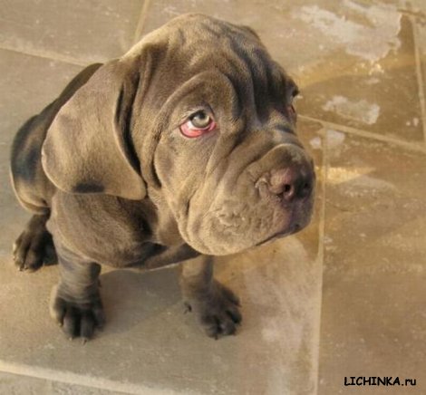 Увеличить картинку