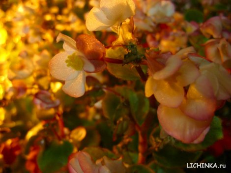 Увеличить картинку