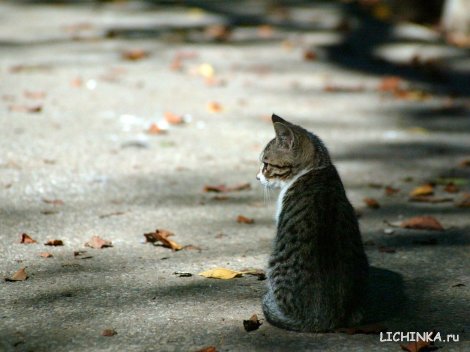 Увеличить картинку