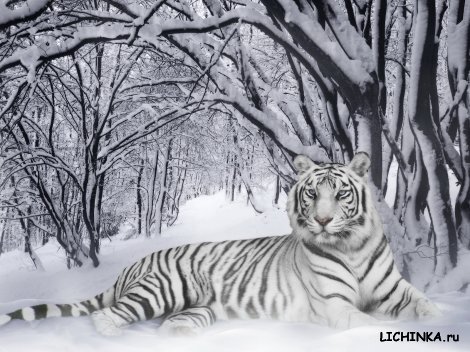 Увеличить картинку