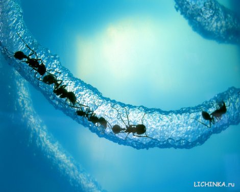 Увеличить картинку