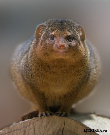 Увеличить картинку