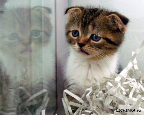 Увеличить картинку