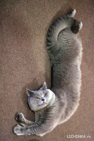 Увеличить картинку