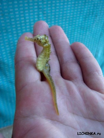 Увеличить картинку