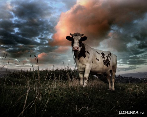 Увеличить картинку