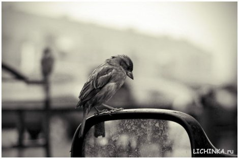 Увеличить картинку