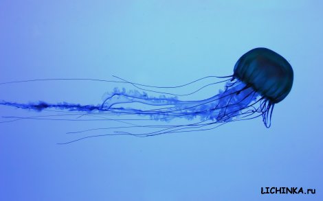 Увеличить картинку