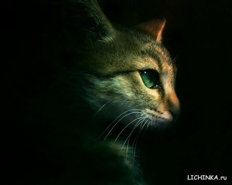 Увеличить картинку