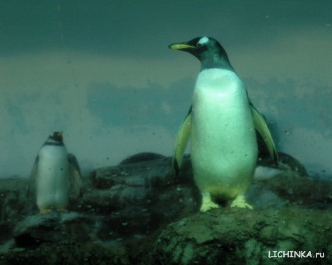 Увеличить картинку