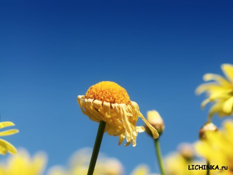 Увеличить картинку